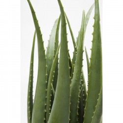 Deco Plant Aloe 69cm Kare Design