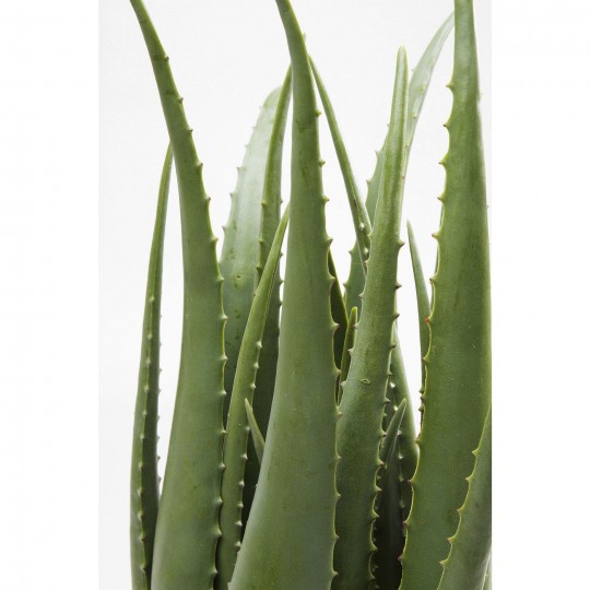 Planta decorativa Aloe 69cm