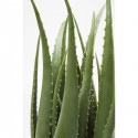 Deco Plant Aloe 69cm Kare Design