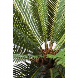 Deco Plant Cycas Tree 78cm Kare Design