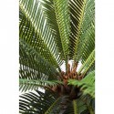 Deco Plant Cycas Tree 78cm Kare Design